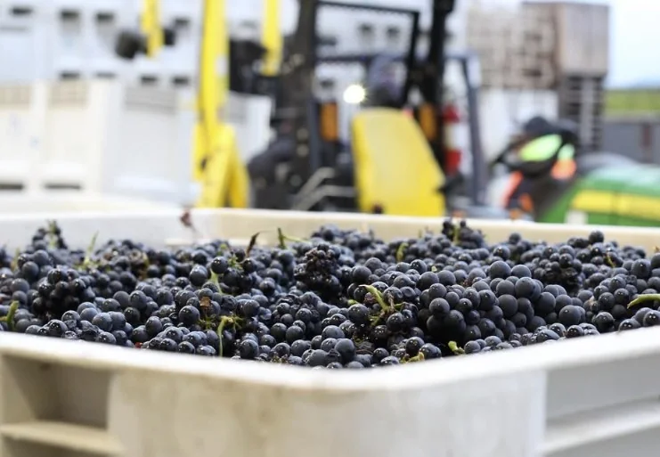 Napa Wine Arts